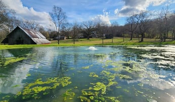 algae on pond
