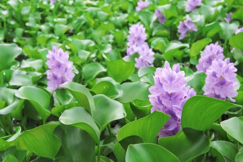 hyacinth