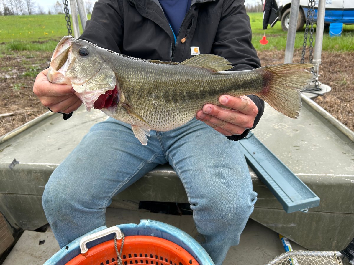 LM bass