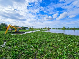 water hyacinth