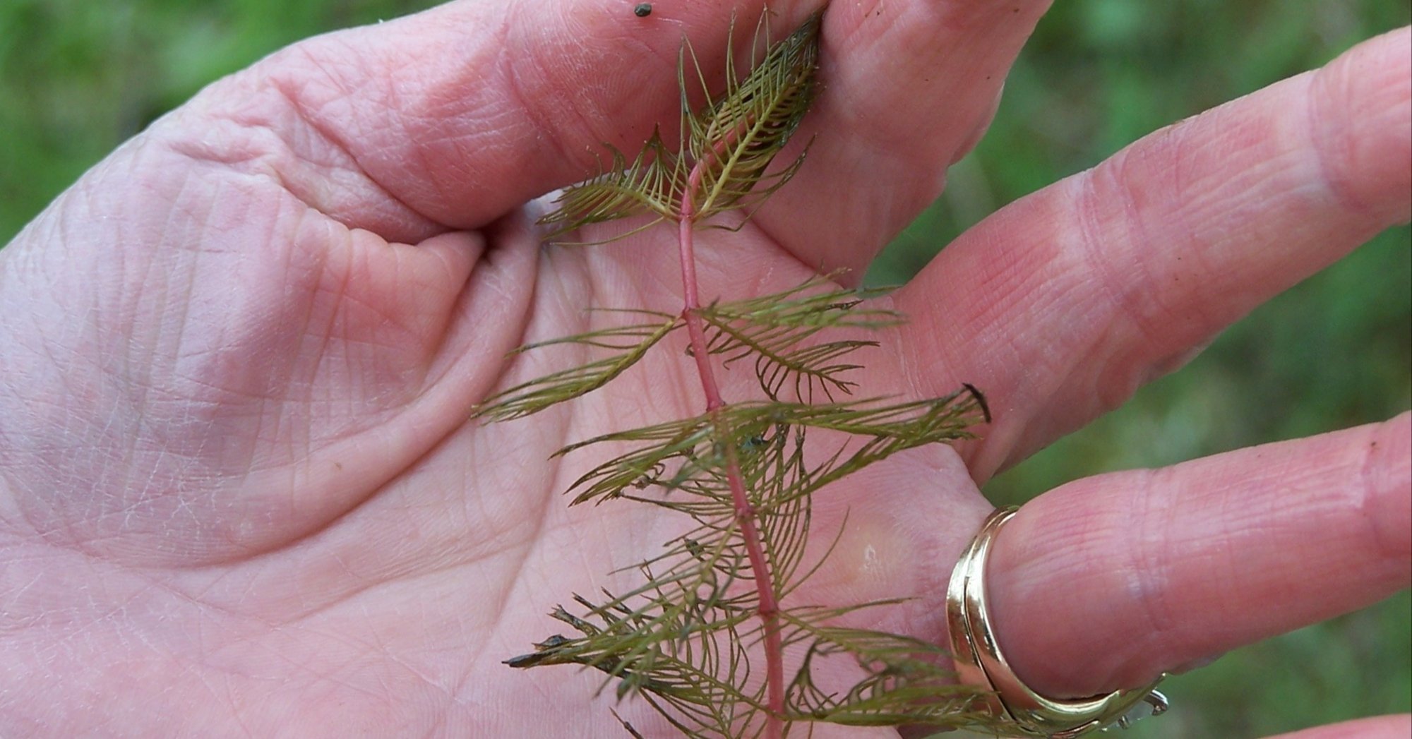 milfoil