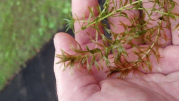 hydrilla