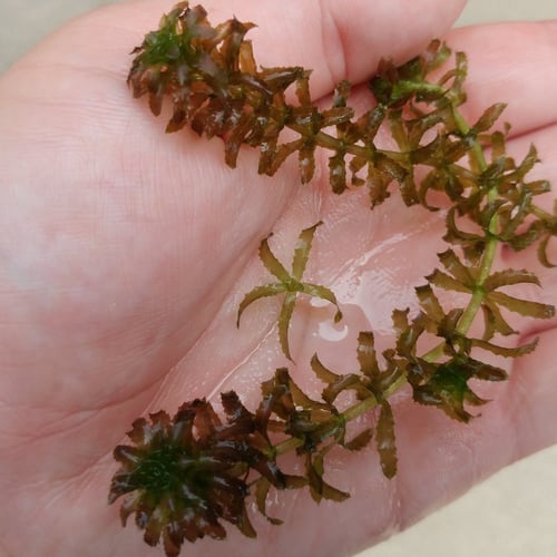 hydrilla_0