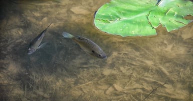 fish in pond