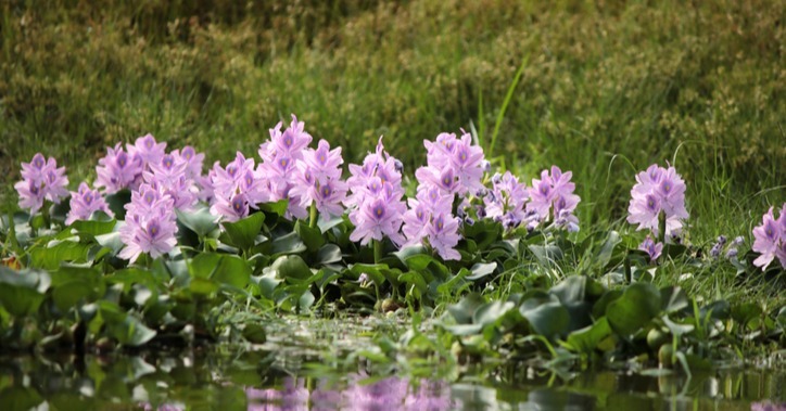 water hyacinth