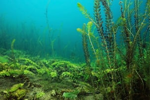pondweed