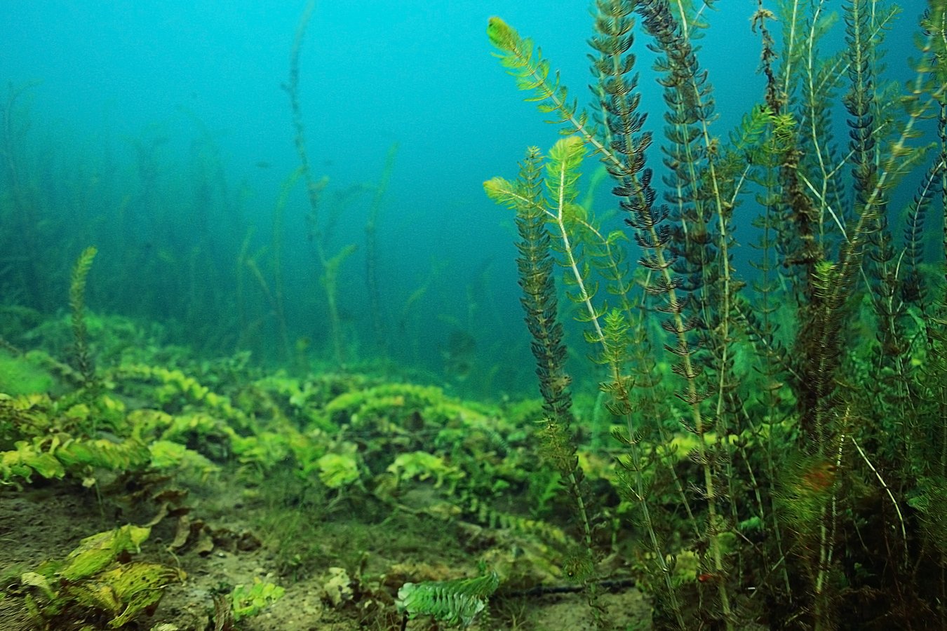 pondweed