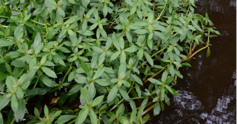 alligatorweed